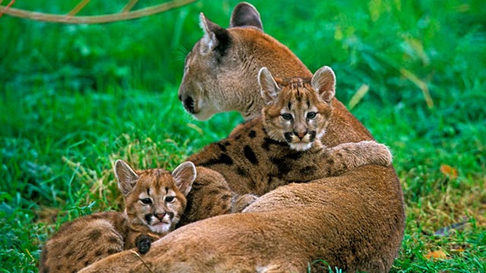 puma leon americano 6 madre crias puma leon americano 6 madre crias