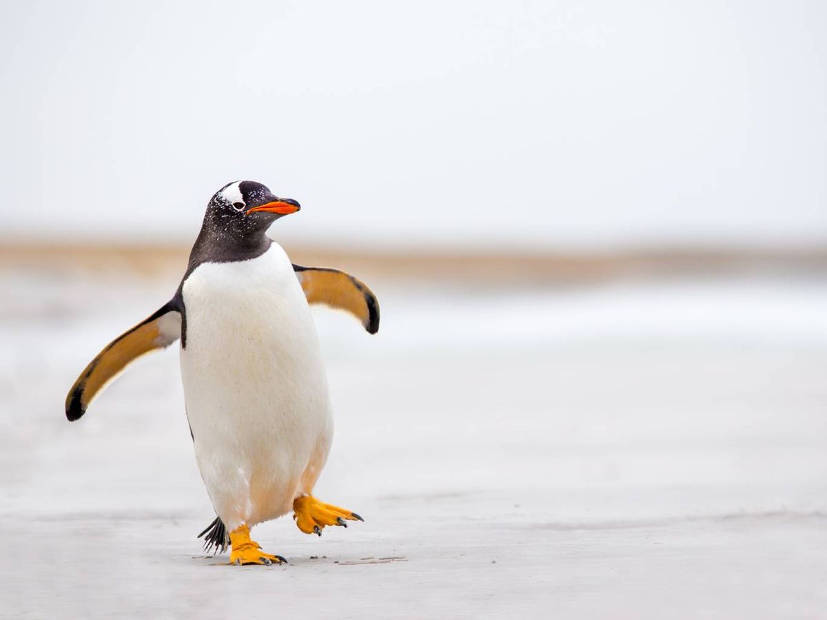 Aves marinas no voladoras. Su cuerpo está adaptado al agua fría: El pingüino.