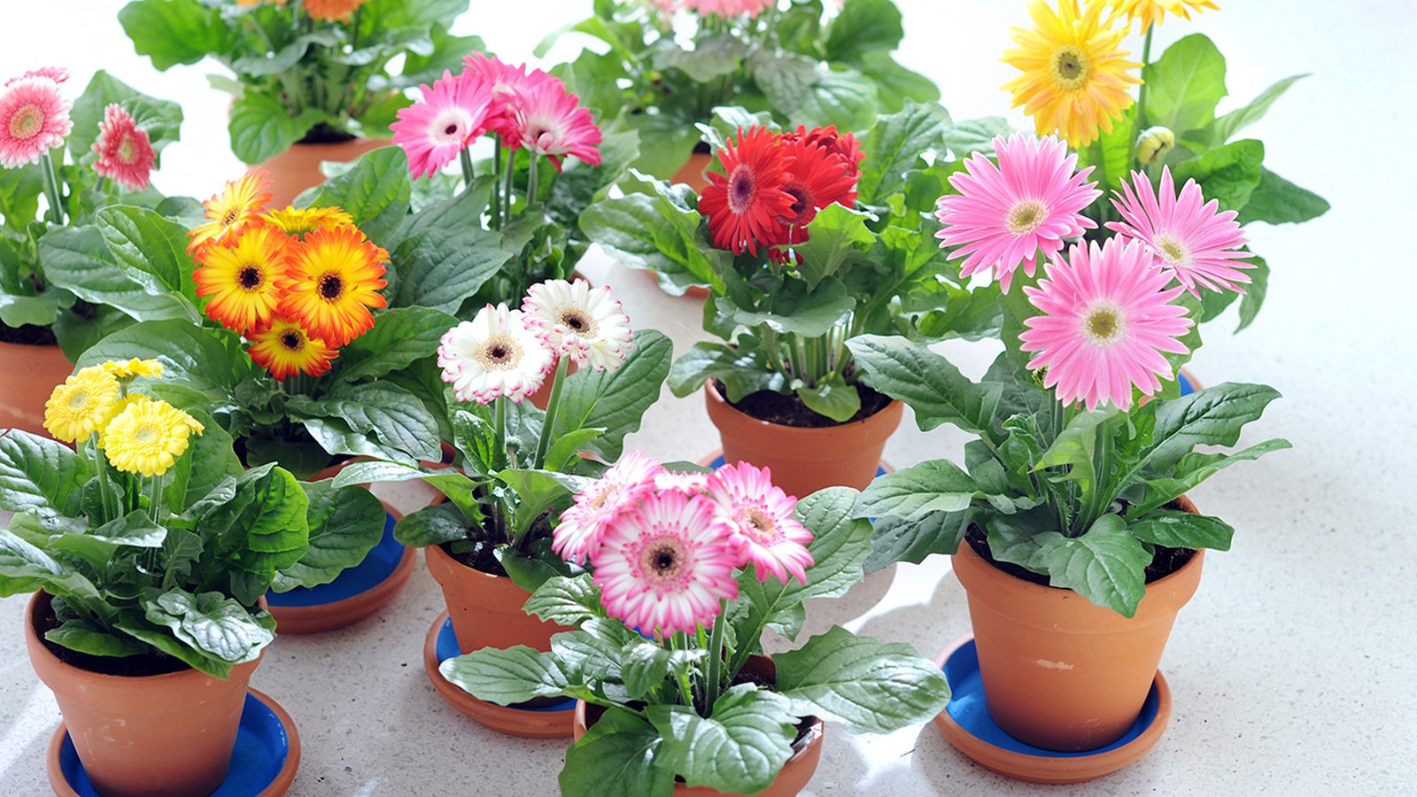 07_Gerbera.3