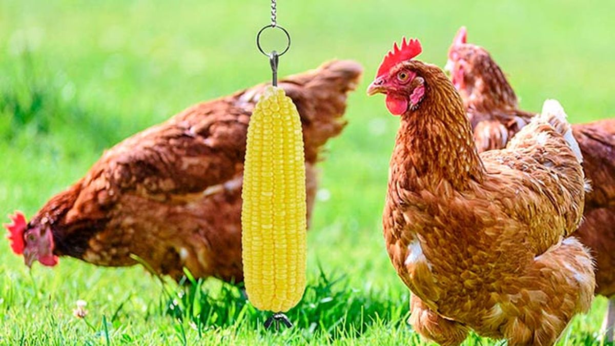 complementos ideales gallinero perfecto 8 juguete colgado gallina