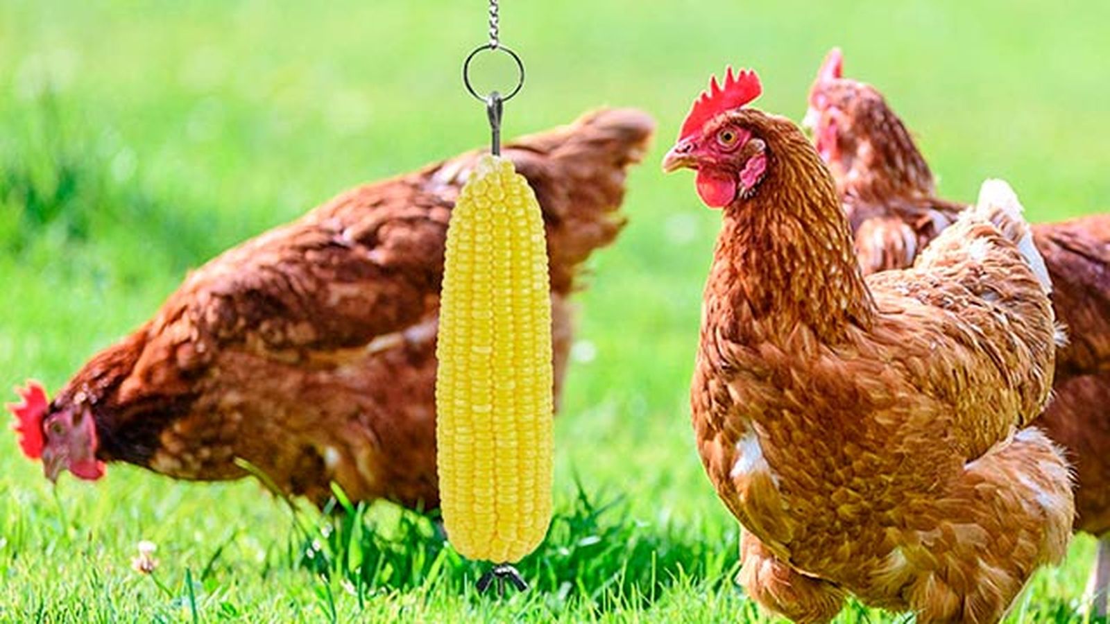 complementos ideales gallinero perfecto 8 juguete colgado gallina complementos ideales gallinero perfecto 8 juguete colgado gallina