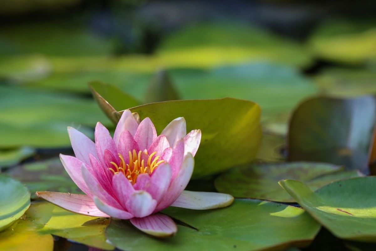 La flor de loto rosa.