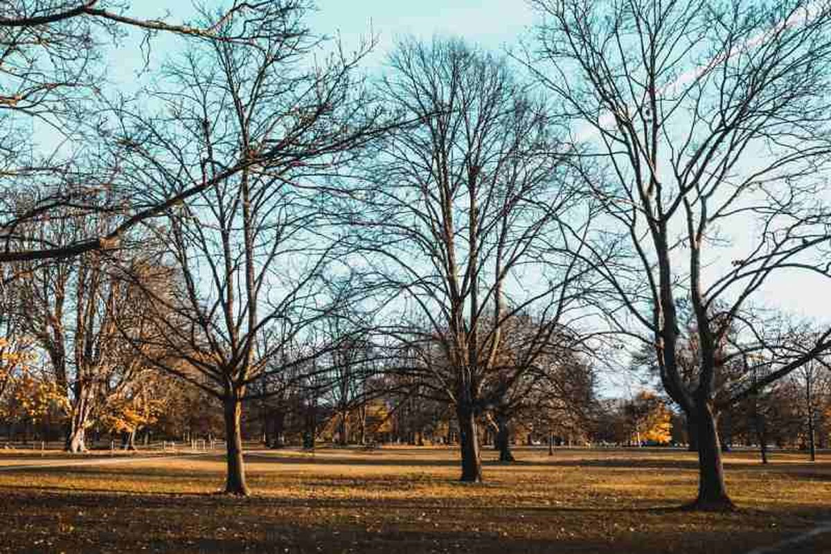 Árboles sin hojas durante el otoño e invierno.