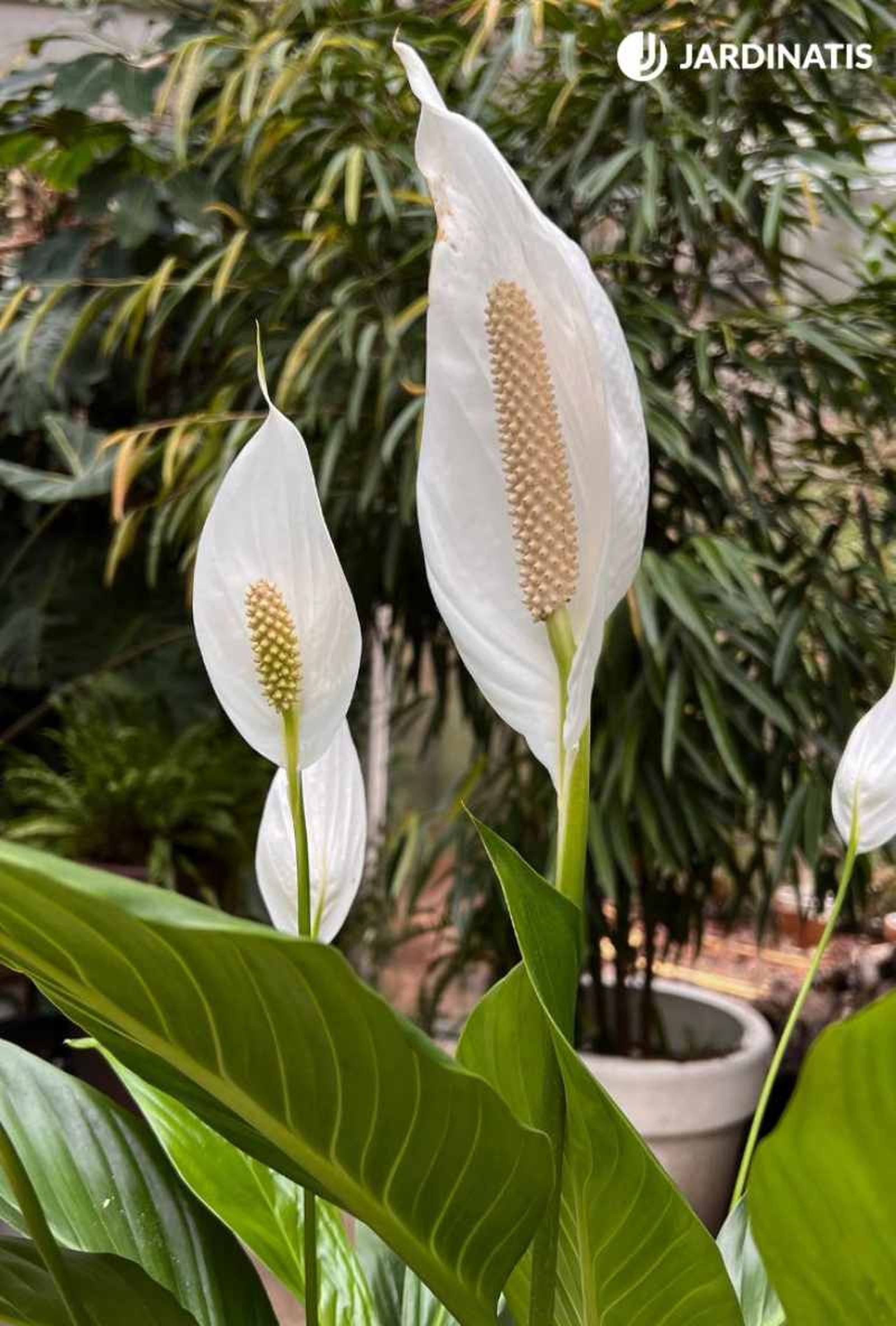 Espata de la cuna de Moisés Espata de la cuna de Moisés