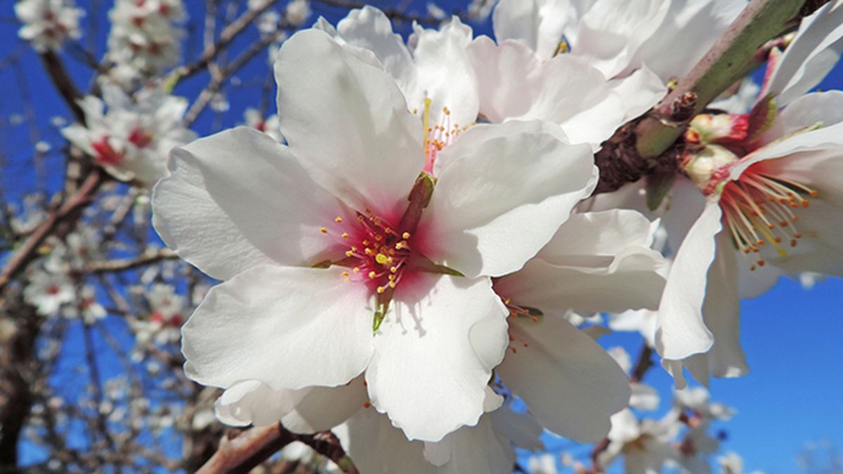 almendros de flor