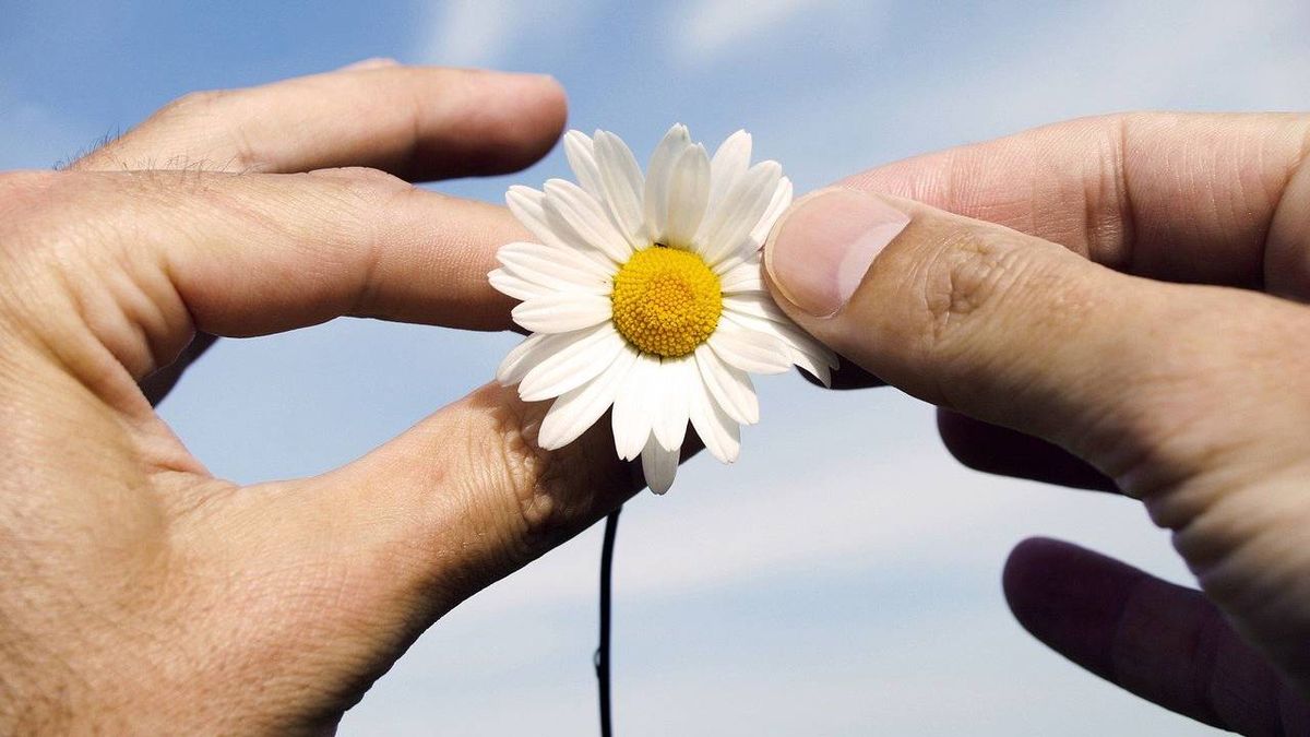 Conoce el significado de deshojar una margarita.