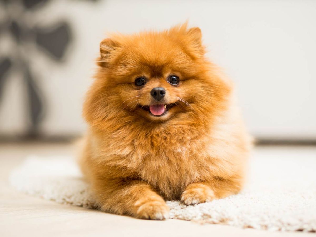 Un cachorro de pomerania