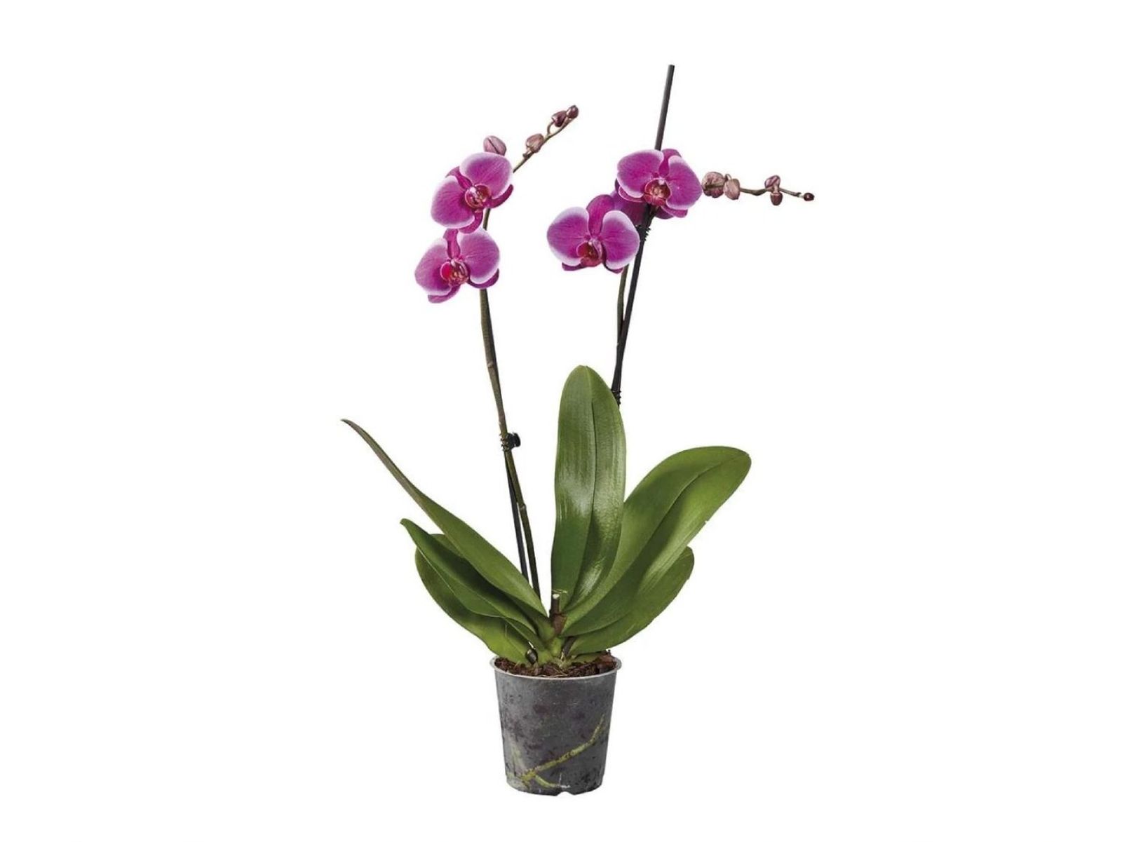 Orquídea. Orquídea.