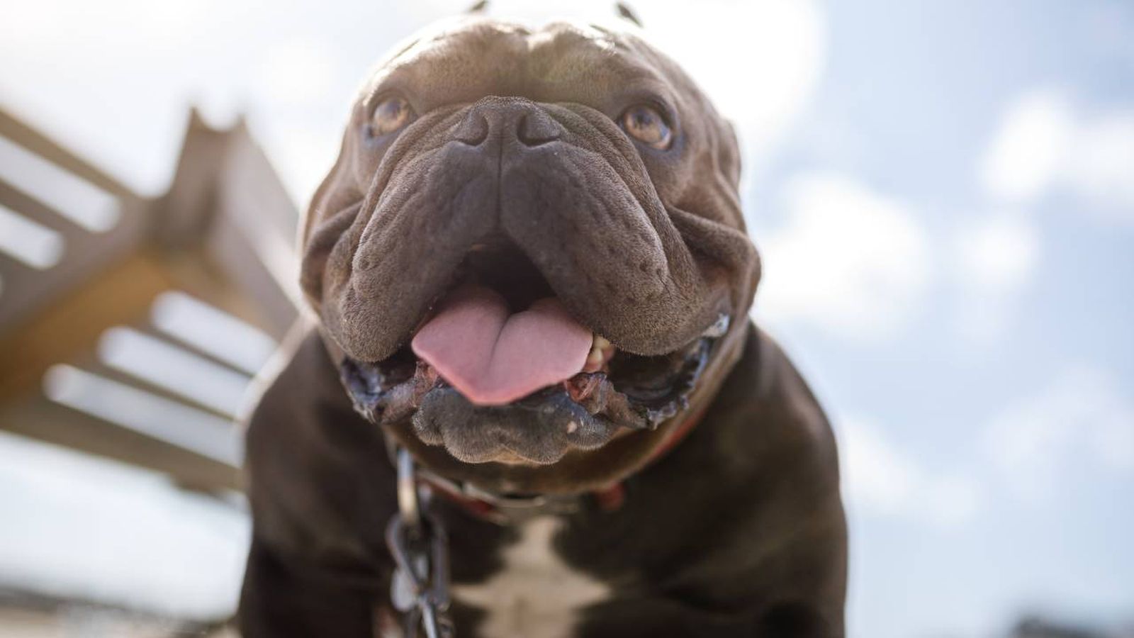 pitbull xl