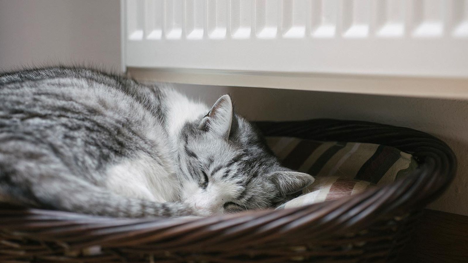 gatos invierno consejos prevenir frio 2 gatos invierno consejos prevenir frio 2