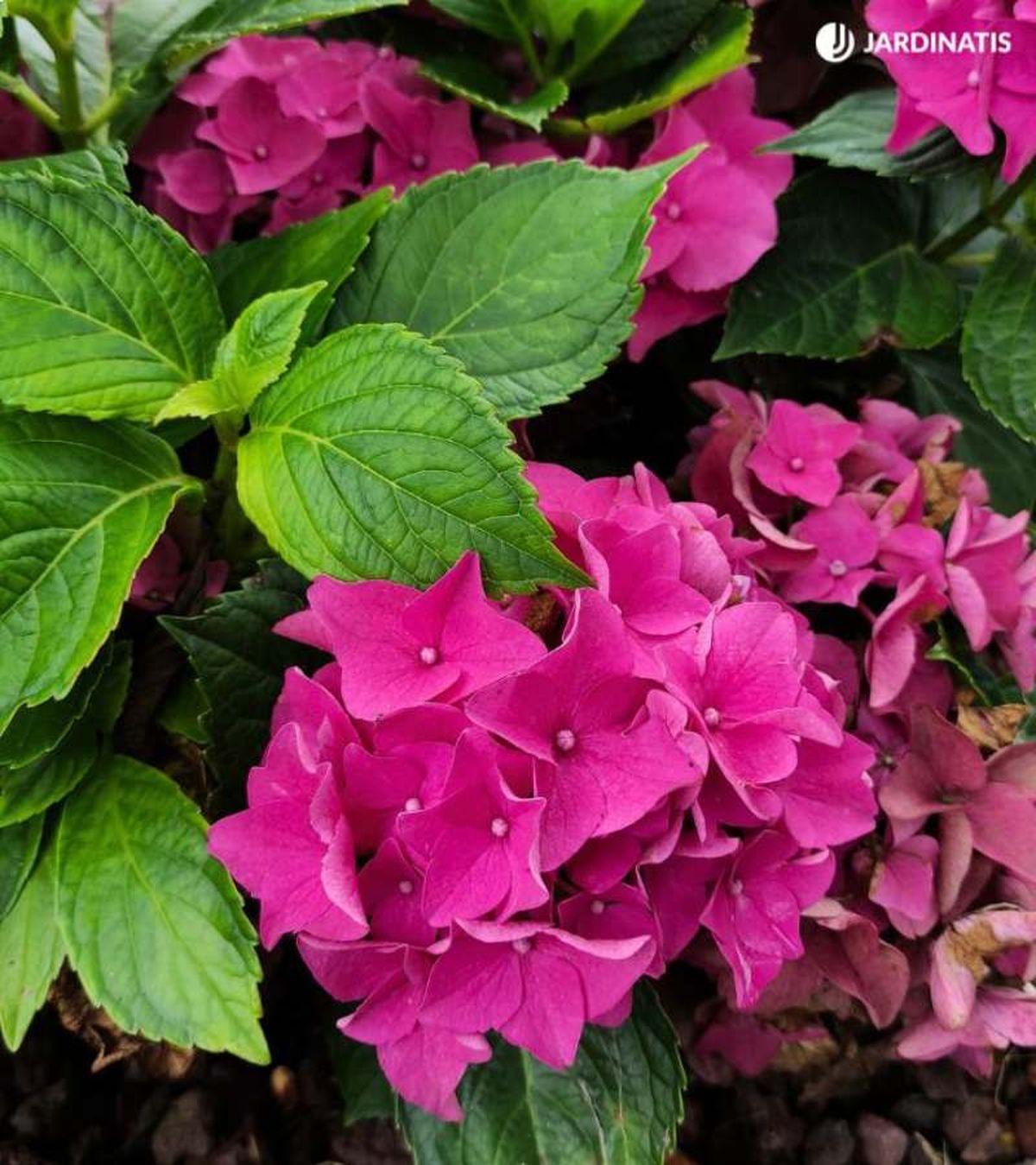 Planta hortensia