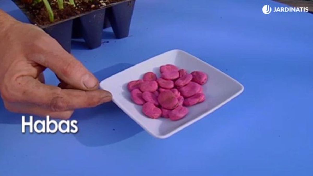 brico 672 semillas habas huerta otono