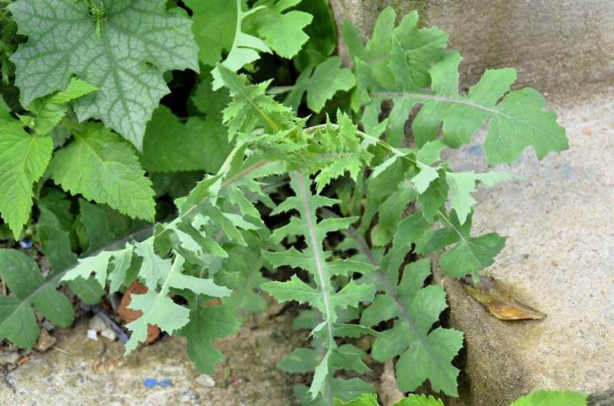 Sonchus oleraceus.