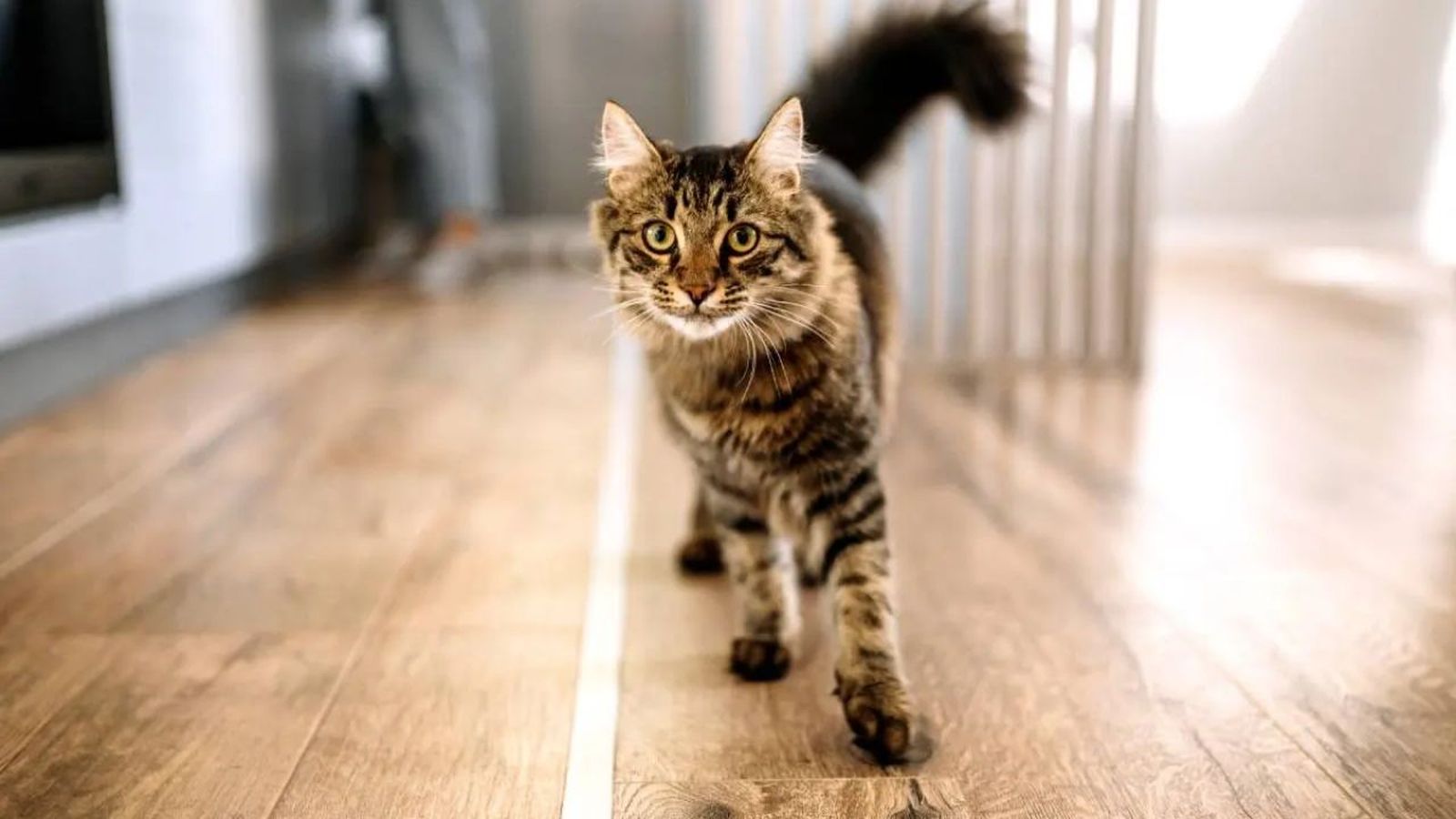 ataxia en gatos ok