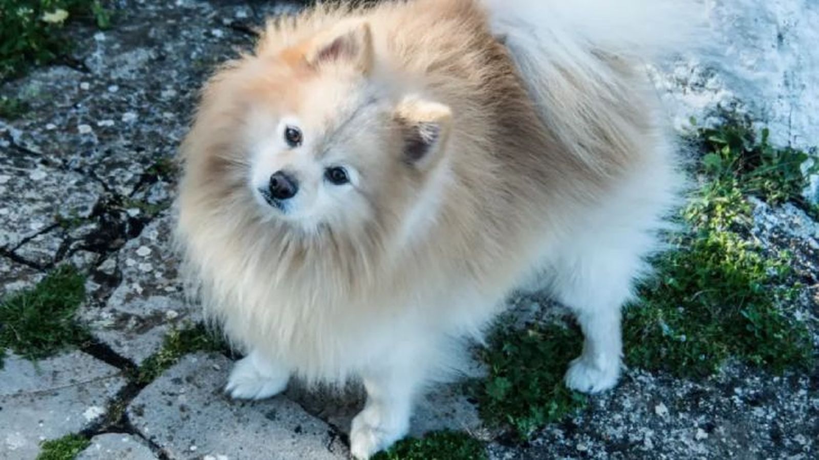 spitz aleman 2 spitz aleman 2