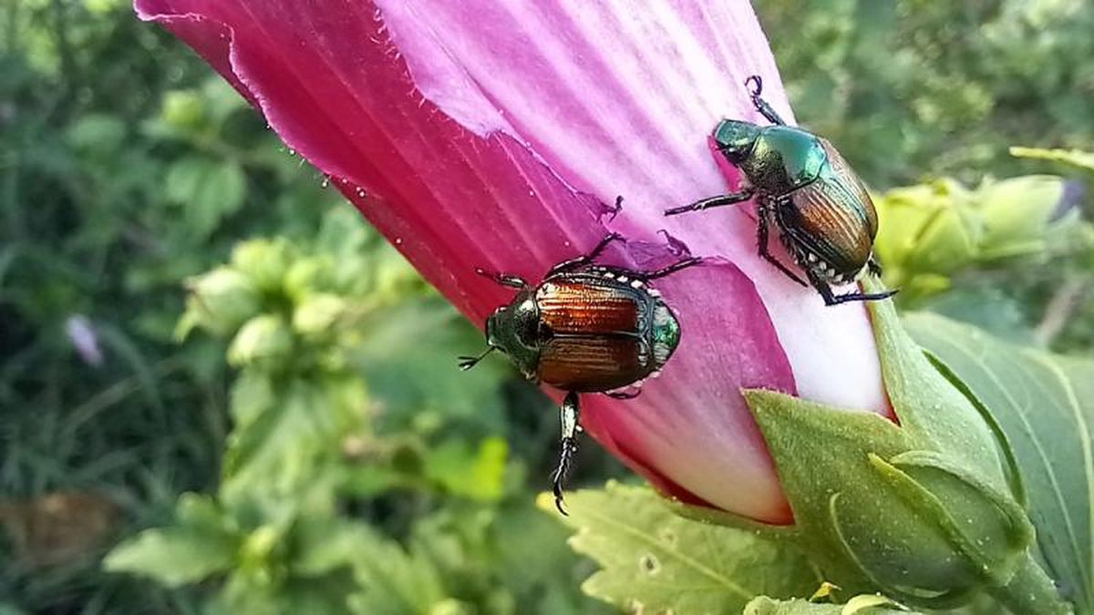 Escarabajo japonés en una flor