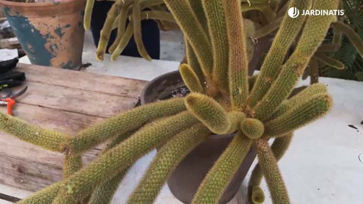 cactusa cleistocactus winteri jardinatis
