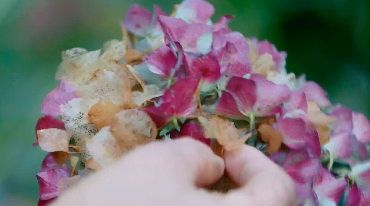 bricojardin923 hortensias otono
