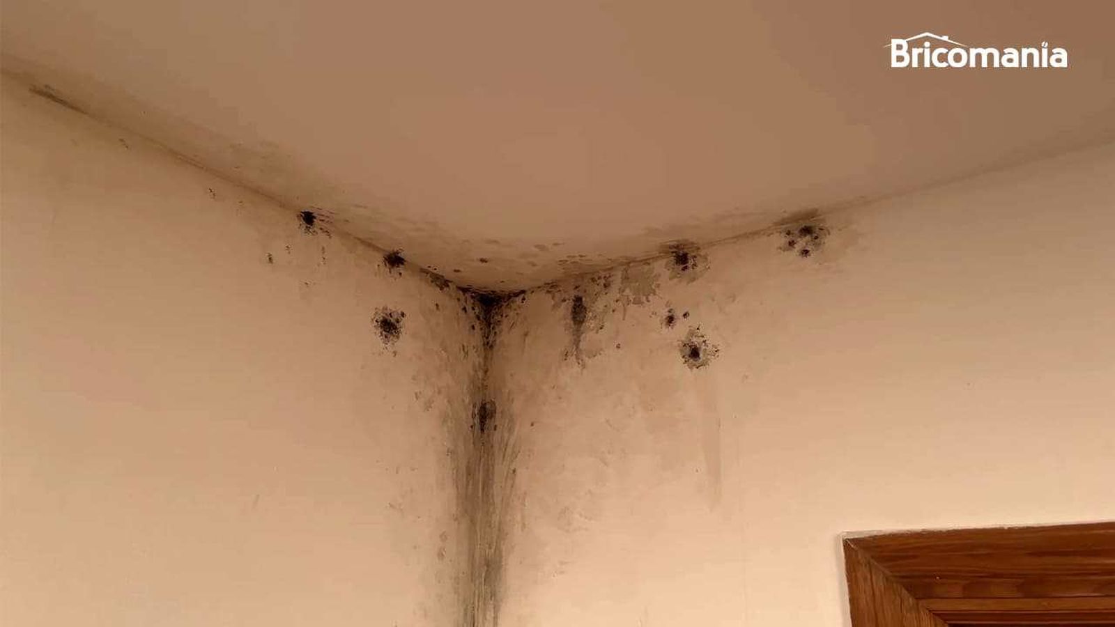 Moho en la pared