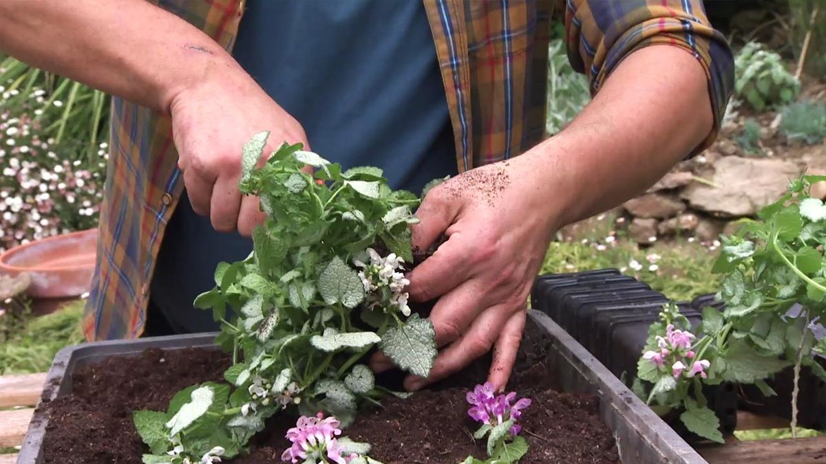 deco 740 como multiplicar lamium