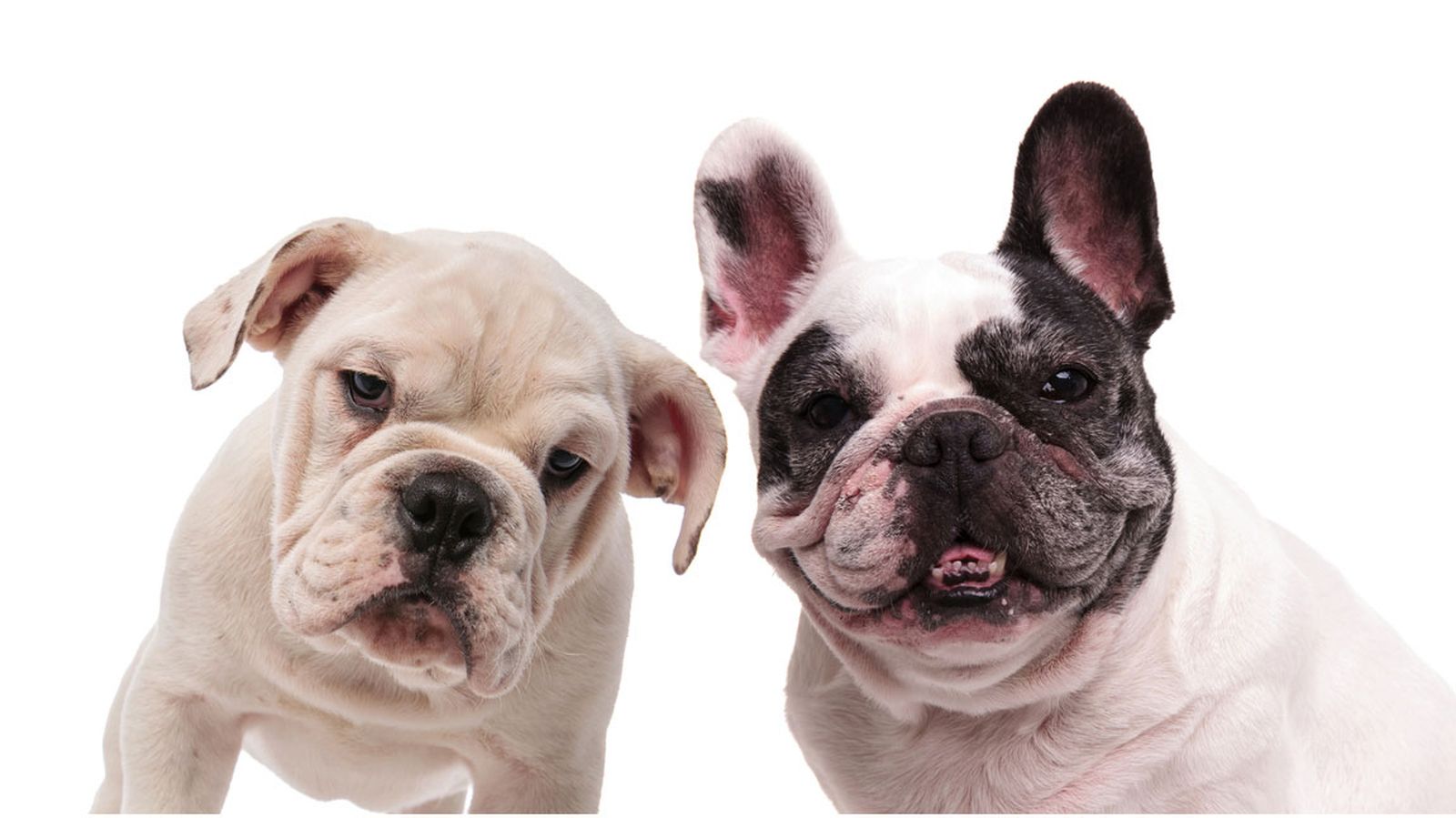 bulldog bulldog