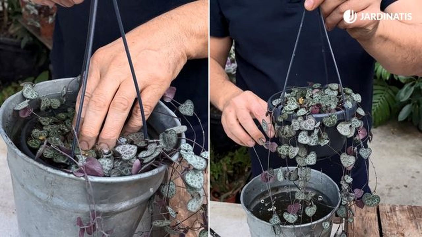 regar ceropegia woodii jardinatis 23 36 regar ceropegia woodii jardinatis 23 36