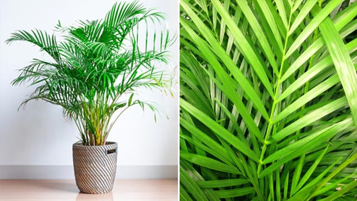 caracteristicas cuidados de la crysalidocarpus lutescens palmera areca