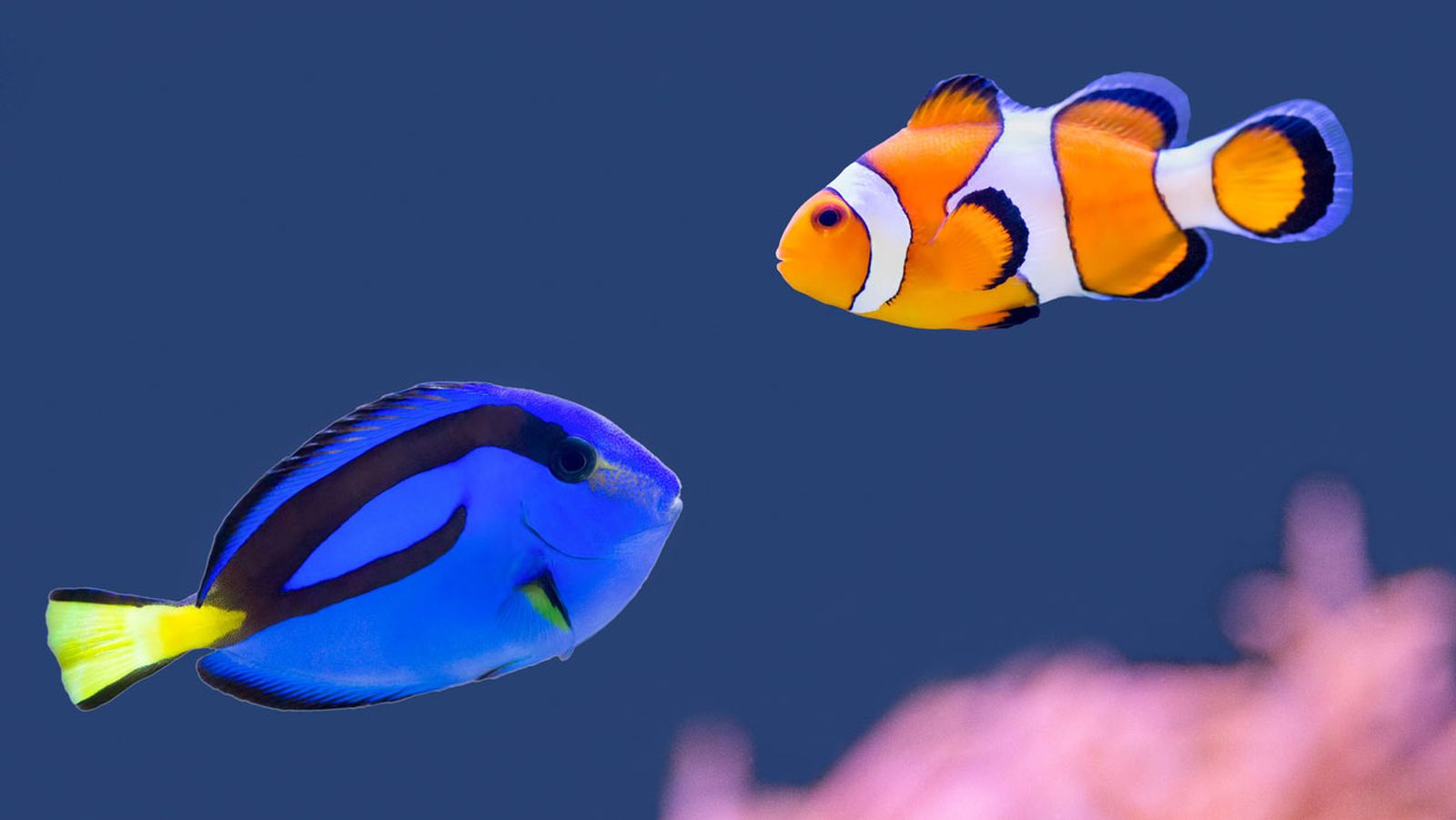 efecto nemo
