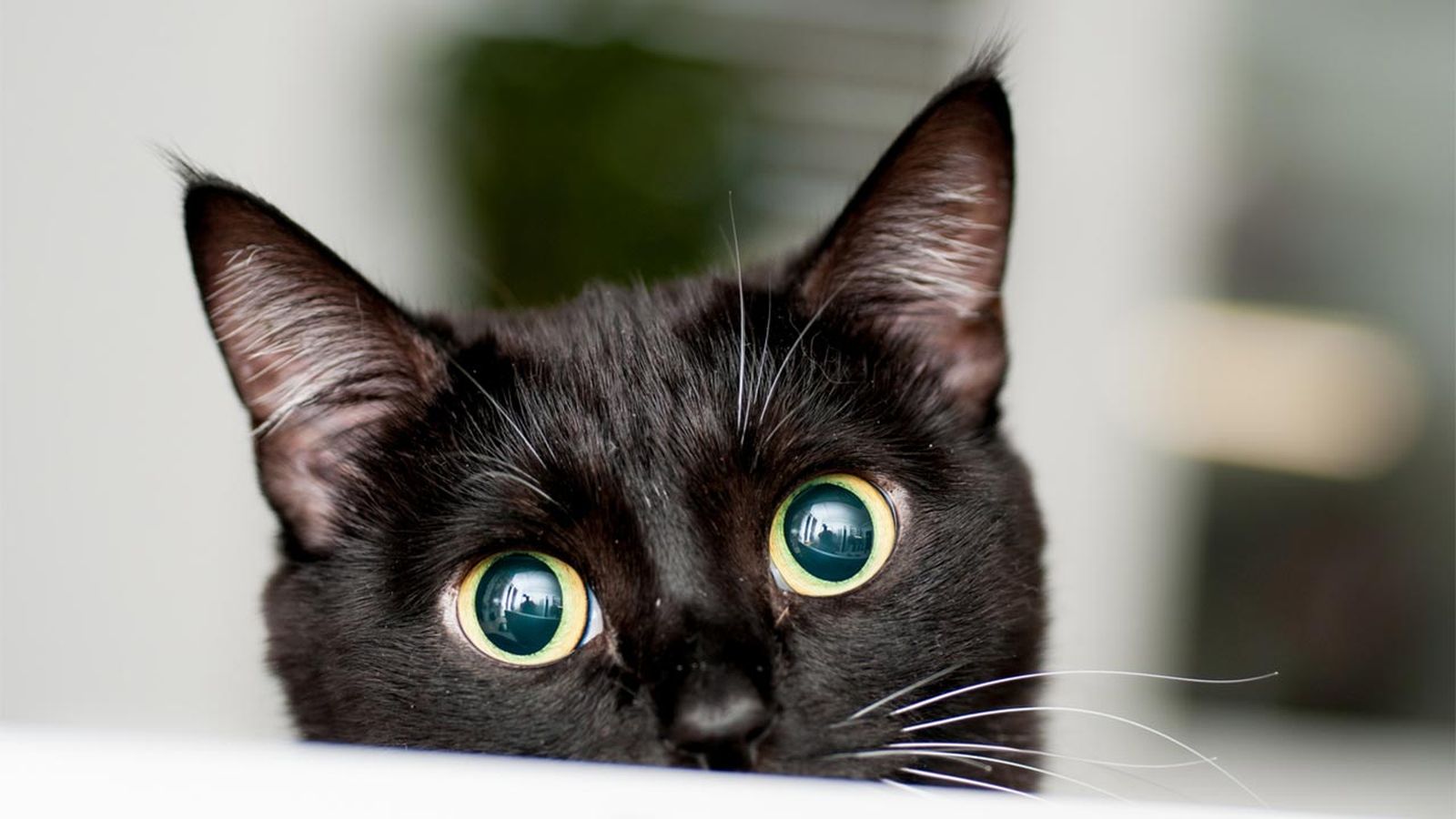 gato negro