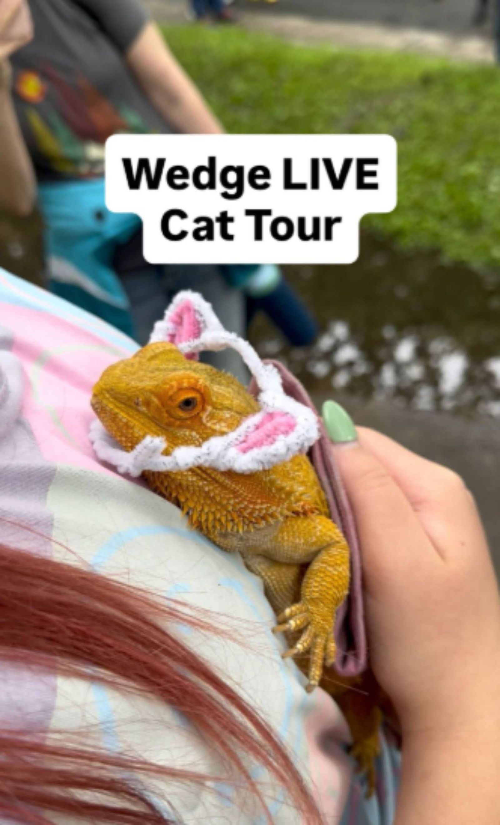 Iguana con diadema de orejas de gatito en el Wedge LIVE Cat Tour.