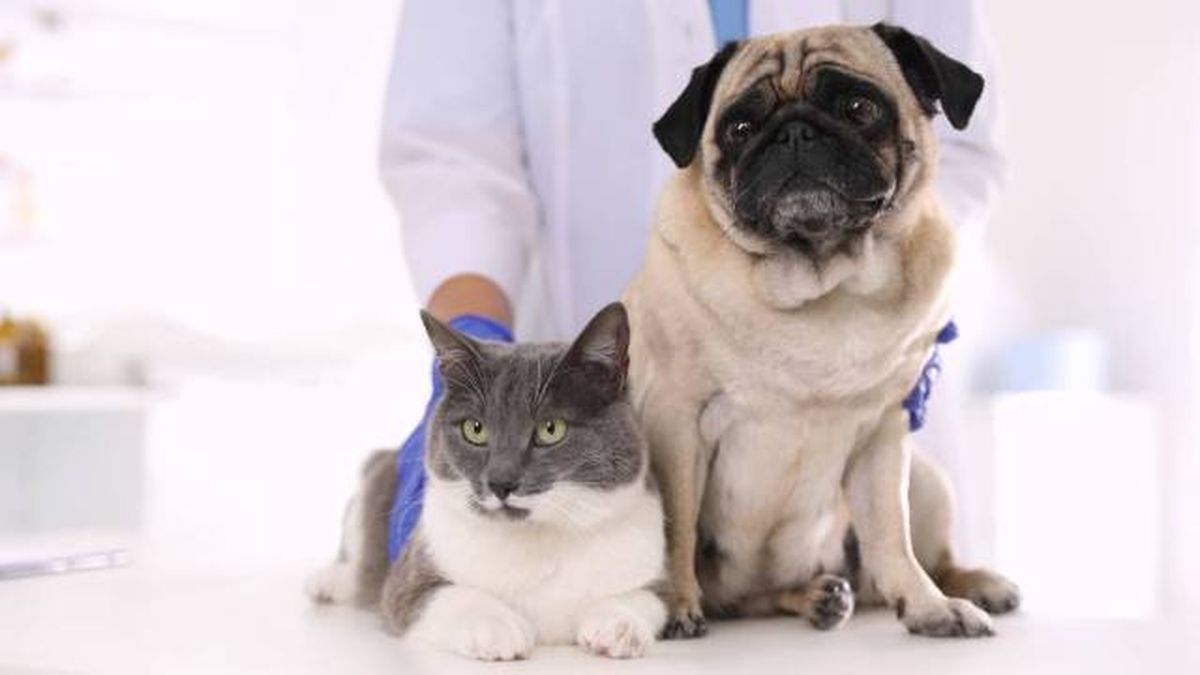 como identificar alergias en perros y gatos estudio alergologico veterinario