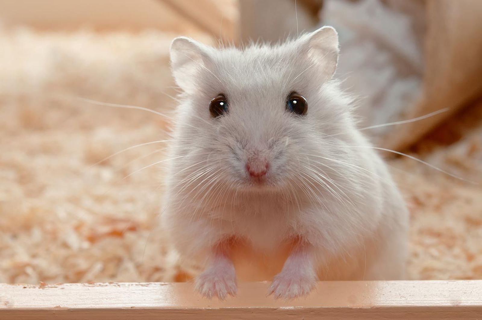mascotas roedores hamster6 mascotas roedores hamster6