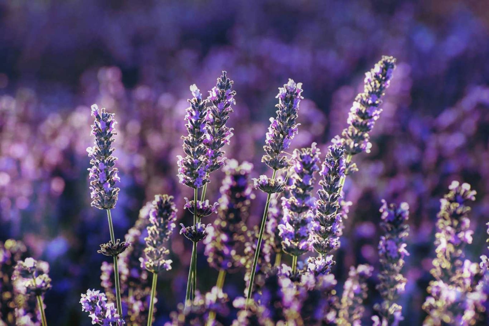 Planta de lavanda