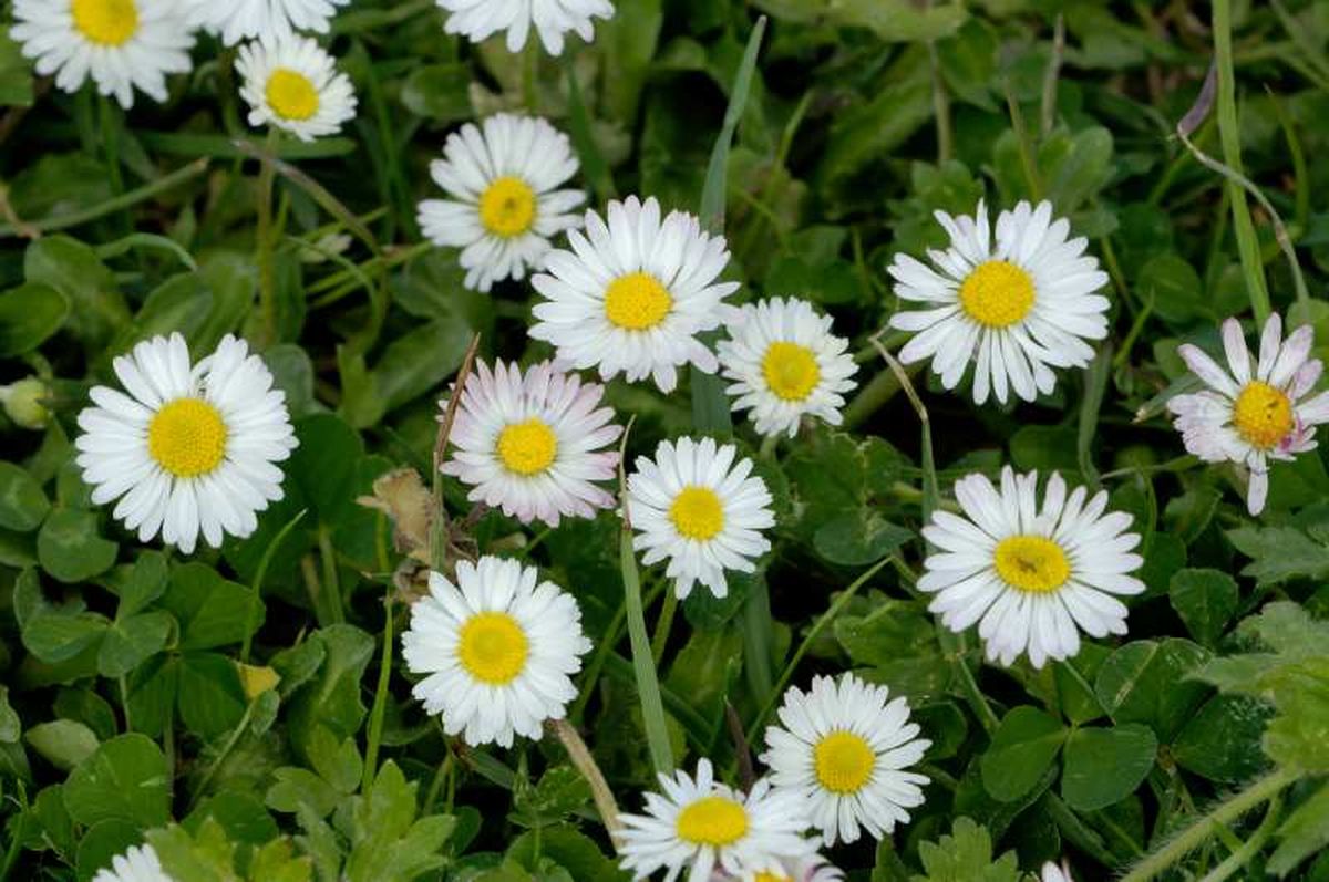 Bellis perennis