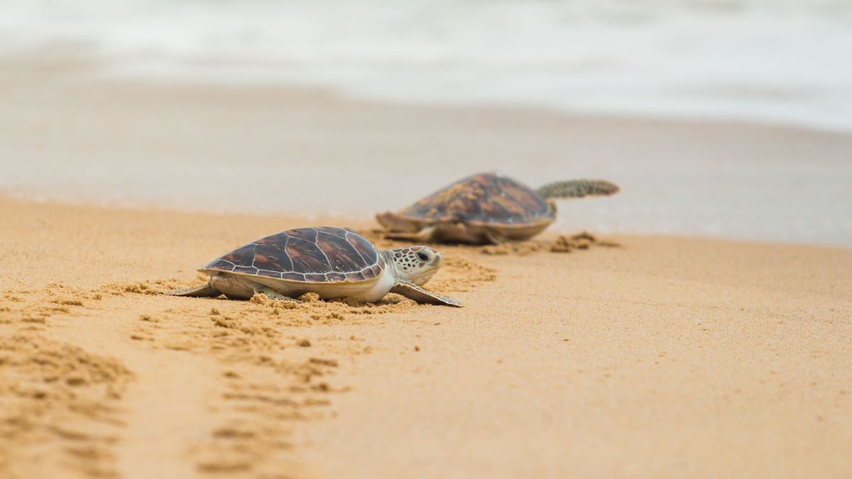Las tortugas marinas no pueden retraer su cuerpo dentro de su caparazón