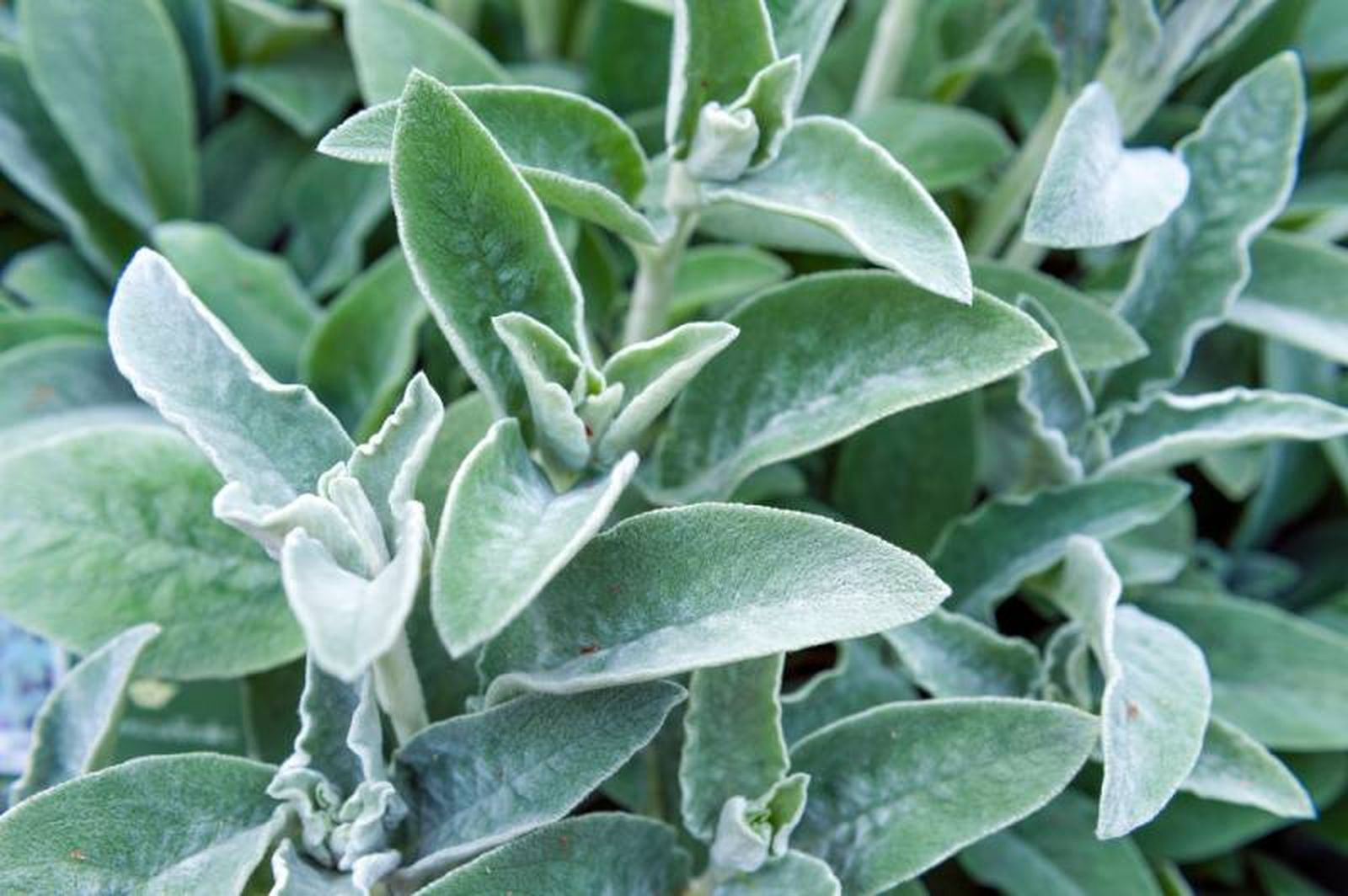 Stachys byzantina Stachys byzantina