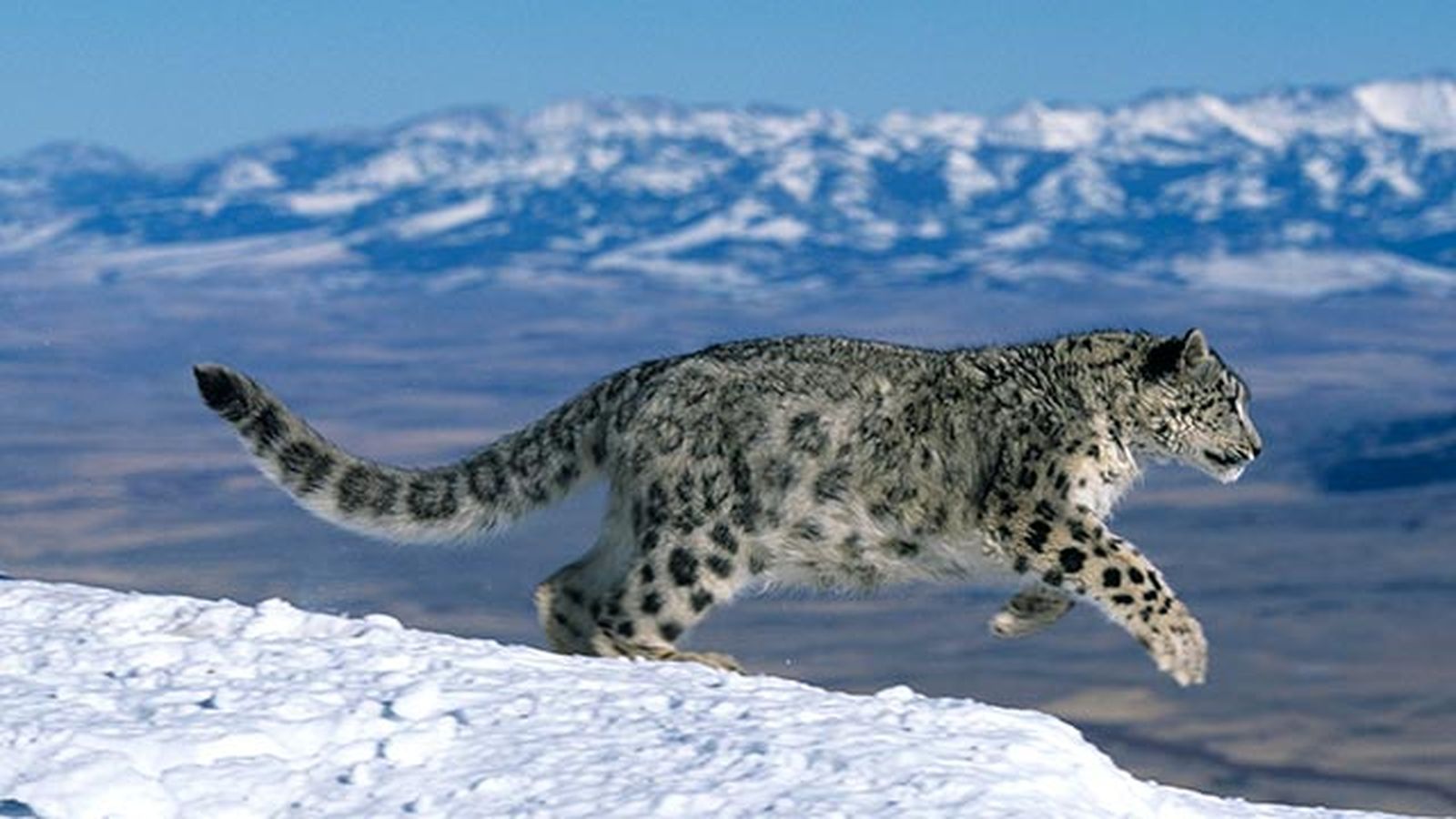 leopardo nieves 6 leopardo nieves 6