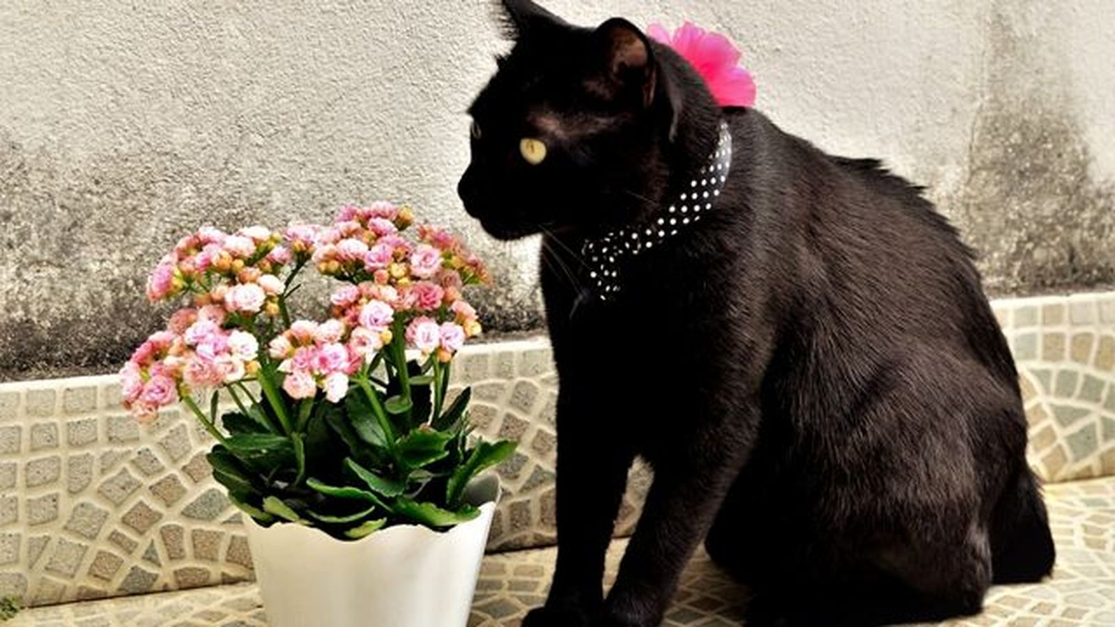 kalanchoe planta toxica gatos kalanchoe planta toxica gatos