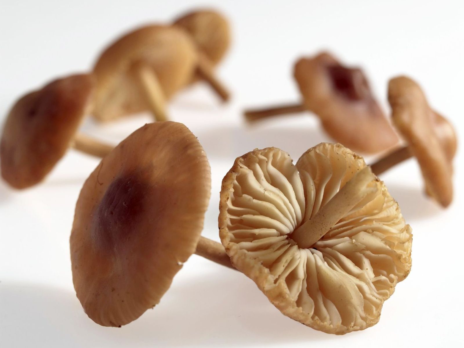 Senderuela (Marasmius oreades) Senderuela (Marasmius oreades)