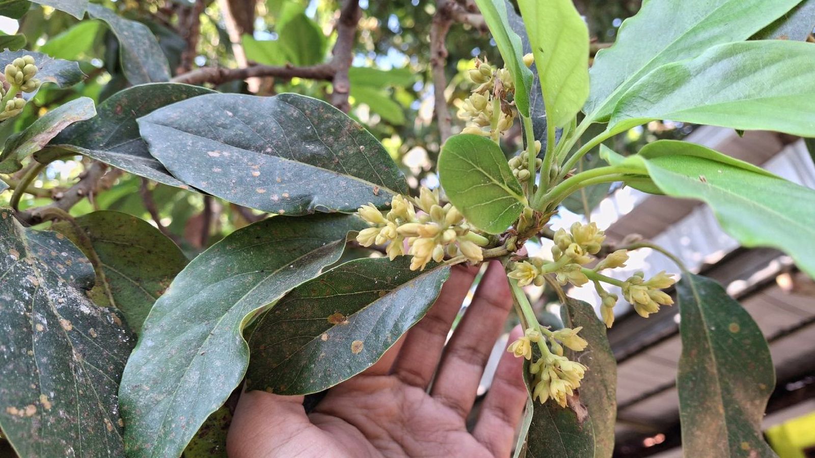 Árbol del aguacate en flor Árbol del aguacate en flor