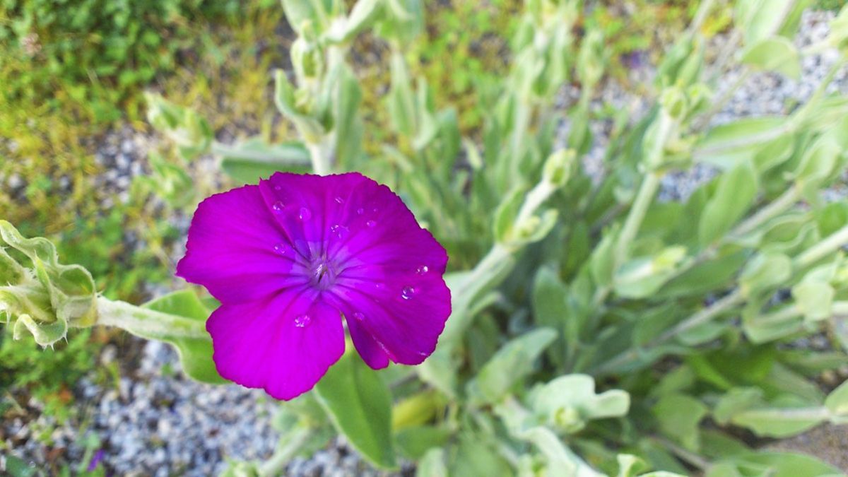 Las plantas bianuales como la gordolobo completan su ciclo de vida en dos años.