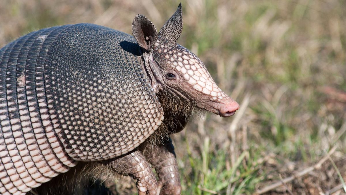 armadillo 2