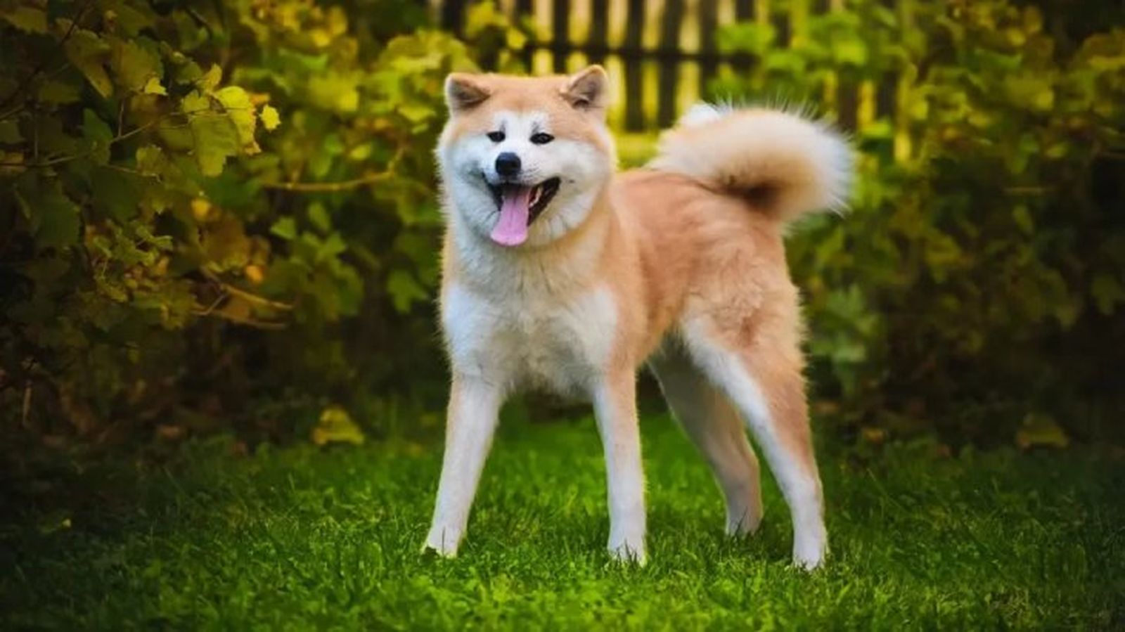 perros japoneses akita 1 perros japoneses akita 1