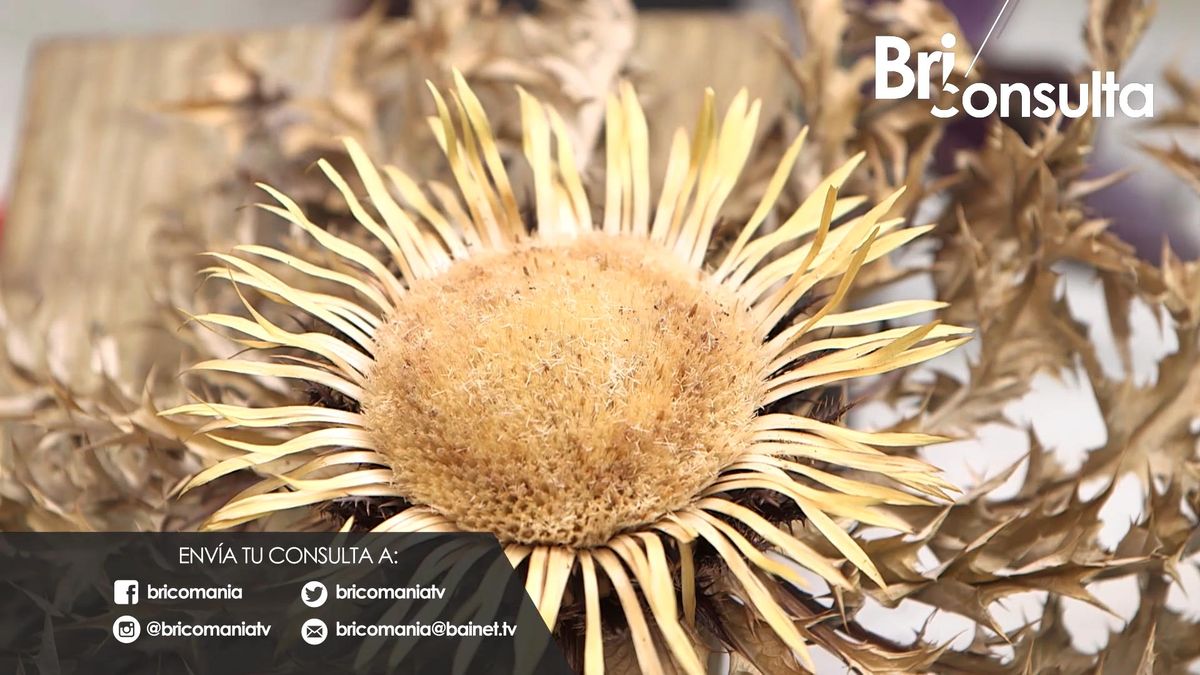 984 jardineria briconsulta cultivar semillas eguzkilore