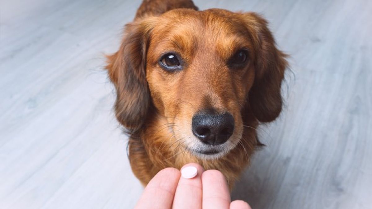 como saber si mi perro tiene fiebre 7
