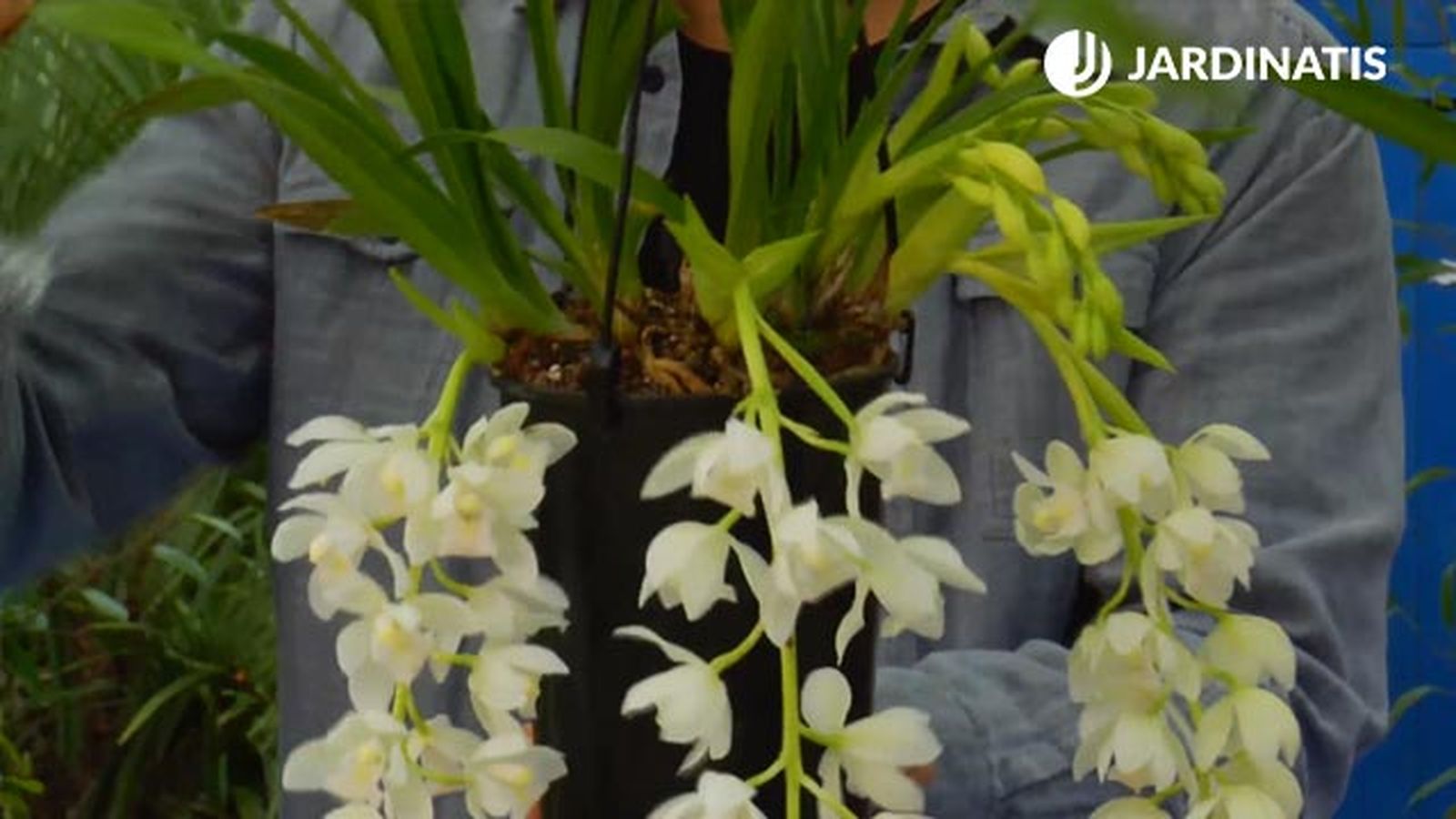 orquidea de tierra cymbidium brico jardin 864 orquidea de tierra cymbidium brico jardin 864