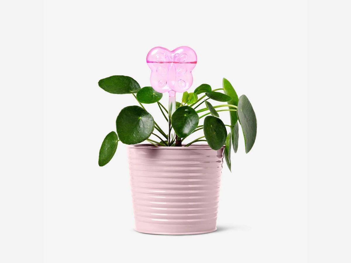 Espiga de riego en forma de mariposa