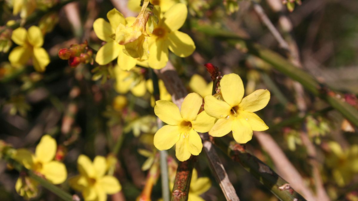 jazmin de invierno  Jasminum nudiflorum caracteristicas cuidados
