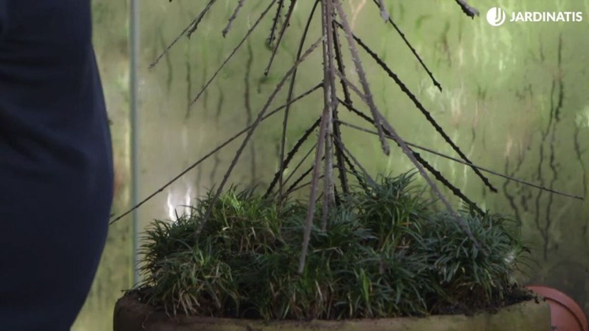 Pseudopanax feroz y Ophiopogon japonicus minor.