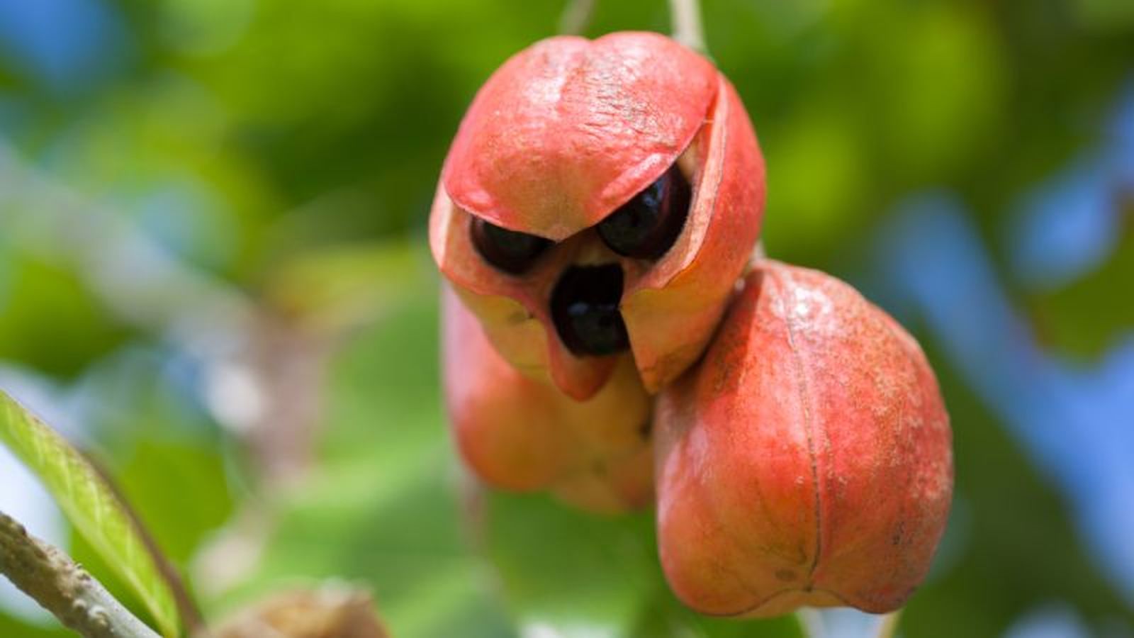 Ackee Ackee